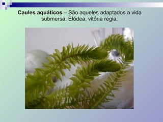 Caules aquáticos – São aqueles adaptados a vida
submersa. Elódea, vitória régia.
 