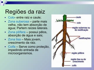Regiões da raiz
■ Colo- entre raiz e caule;
■ Zona suberosa – parte mais
velha, não tem absorção de
água; Partem raízes laterais.
■ Zona pilífera – possui pêlos,
absorção de água e sais;
■ Zona lisa – Mais jovem,
crescimento da raiz.
■ Coifa – Serve como proteção,
impedindo entrada de
microorganismos.
 