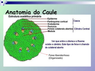 Anatomia do Caule
Feixe liberolenhoso
(Organizado)
 