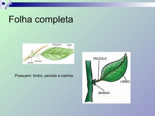 Folha completa
Possuem: limbo, pecíolo e bainha
 