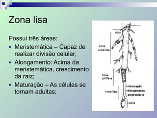 Zona lisa
Possui três áreas:
■ Meristemática – Capaz de
realizar divisão celular;
■ Alongamento: Acima da
meristemática, crescimento
da raiz;
■ Maturação – As células se
tornam adultas;
 