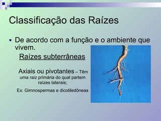 Classificação das Raízes
■ De acordo com a função e o ambiente que
vivem.
Raízes subterrâneas
Axiais ou pivotantes – Têm
uma raiz primária do qual partem
raízes laterais;
Ex: Gimnospermas e dicotiledôneas
 
