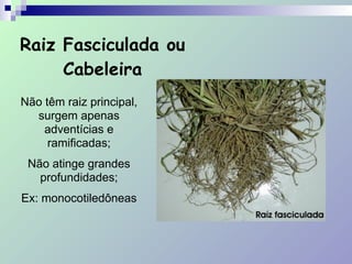 Raiz Fasciculada ou
Cabeleira
Não têm raiz principal,
surgem apenas
adventícias e
ramificadas;
Não atinge grandes
profundidades;
Ex: monocotiledôneas
 