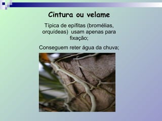 Cintura ou velame
Típica de epífitas (bromélias,
orquídeas) usam apenas para
fixação;
Conseguem reter água da chuva;
!
 