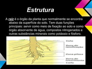 Estrutura
A raiz é o órgão da planta que normalmente se encontra
abaixo da superfície do solo. Tem duas funções
principais: servir como meio de fixação ao solo e como
órgão absorvente de água, compostos nitrogenados e
outras substâncias minerais como potássio e fósforo.
 