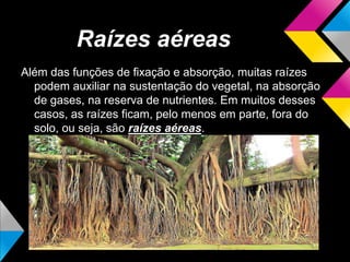 Raízes aéreas
Além das funções de fixação e absorção, muitas raízes
podem auxiliar na sustentação do vegetal, na absorção
de gases, na reserva de nutrientes. Em muitos desses
casos, as raízes ficam, pelo menos em parte, fora do
solo, ou seja, são raízes aéreas.
 