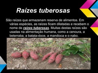 Raízes tuberosas
São raízes que armazenam reserva de alimentos. Em
várias espécies, as raízes ficam dilatadas e recebem o
nome de raízes tuberosas. Muitas destas raízes são
usadas na alimentação humana, como a cenoura, a
beterraba, a batata-doce, a mandioca e o nabo.
 