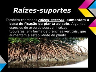 Raízes-suportes
Também chamadas raízes-escoras, aumentam a
base de fixação da planta ao solo. Algumas
espécies de árvores possuem raízes
tubulares, em forma de pranchas verticais, que
aumentam a estabilidade da planta.
 