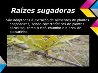 Raízes sugadoras
São adaptadas à extração de alimentos de plantas
hospedeiras, sendo características de plantas
parasitas, como o cipó-chumbo e a erva-de-
passarinho.
 