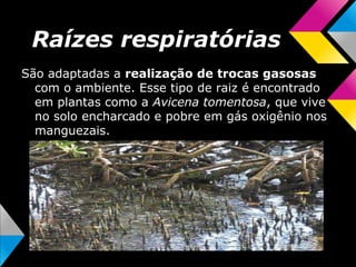 Raízes respiratórias
São adaptadas a realização de trocas gasosas
com o ambiente. Esse tipo de raiz é encontrado
em plantas como a Avicena tomentosa, que vive
no solo encharcado e pobre em gás oxigênio nos
manguezais.
 