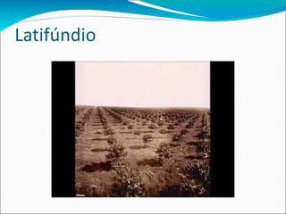 Latifúndio 