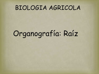 BIOLOGIA AGRICOLA



Organografía: Raíz
 