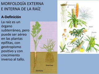 MORFOLOGÍA EXTERNA
E INTERNA DE LA RAÍZ
A-Definición
La raíz es un
órgano
subterráneo, pero
puede ser aéreo
en las plantas
epífitas, con
geotropismo
positivo y con
crecimiento
inverso al tallo.
 