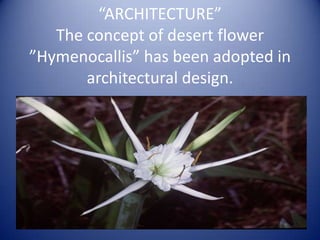 “ARCHITECTURE”
The concept of desert flower
”Hymenocallis” has been adopted in
architectural design.
 