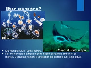 Què mengen?

Plàncton

Manta durant un àpat
• Mengen plàncton i petits peixos.
• Per menjar obren la boca mentre neden per zones amb molt de
menjar. D’aquesta manera s’empassen els aliments junt amb aigua.

 