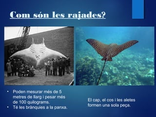 Com són les rajades?

•
•

Poden mesurar més de 5
metres de llarg i pesar més
de 100 quilograms.
Té les brànquies a la panxa.

El cap, el cos i les aletes
formen una sola peça.

 
