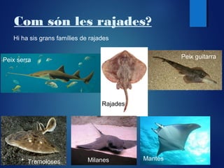 Com són les rajades?
Hi ha sis grans famílies de rajades
Peix guitarra

Peix serra

Rajades

Tremoloses

Milanes

Mantes

 
