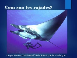 Com són les rajades?

La que més em crida l’atenció és la manta; que és la més gran.

 