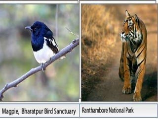 .DANCEGhoomar DanceGher Dance