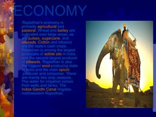ECONOMY Rajasthan's economy is primarily  agricultural  and  pastoral . Wheat and  barley  are cultivated over large areas, as are  pulses ,  sugarcane , and  oilseeds .  Cotton  and tobacco are the state's cash crops. Rajasthan is among the largest producers of  edible oils  in India and the second largest producer of  oilseeds . Rajasthan is also the biggest  wool -producing state in India and the main  opium  producer and consumer. There are mainly two crop seasons. The water for irrigation comes from wells and tanks. The  Indira Gandhi Canal  irrigates northwestern Rajasthan.   