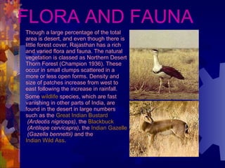 FLORA AND FAUNA Though a large percentage of the total area is desert, and even though there is little forest cover, Rajasthan has a rich and varied flora and fauna. The natural vegetation is classed as Northern Desert Thorn Forest (Champion 1936). These occur in small clumps scattered in a more or less open forms. Density and size of patches increase from west to east following the increase in rainfall. Some  wildlife  species, which are fast vanishing in other parts of India, are found in the desert in large numbers such as the  Great Indian Bustard   (Ardeotis nigriceps) , the  Blackbuck   (Antilope cervicapra) , the  Indian Gazelle   (Gazella bennettii)  and the  Indian Wild Ass . 
