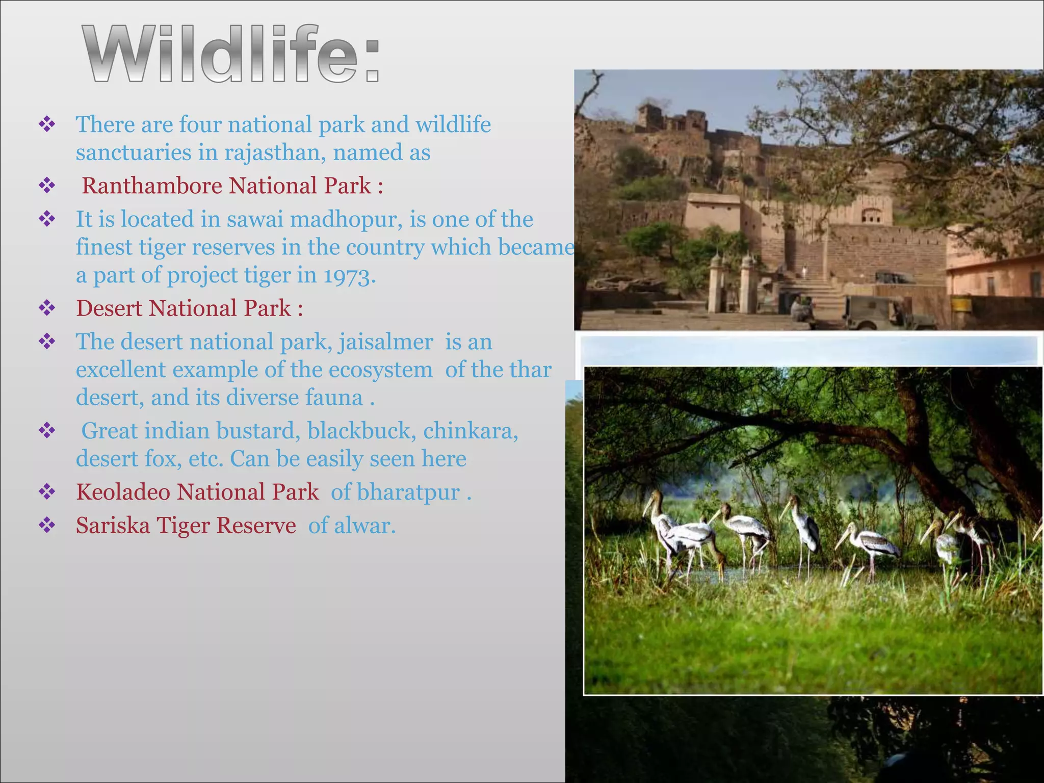  There are four national park and wildlife
sanctuaries in rajasthan, named as
 Ranthambore National Park :
 It is located in sawai madhopur, is one of the
finest tiger reserves in the country which became
a part of project tiger in 1973.
 Desert National Park :
 The desert national park, jaisalmer is an
excellent example of the ecosystem of the thar
desert, and its diverse fauna .
 Great indian bustard, blackbuck, chinkara,
desert fox, etc. Can be easily seen here
 Keoladeo National Park of bharatpur .
 Sariska Tiger Reserve of alwar.
 