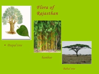 Rajasthan(1) | PPT