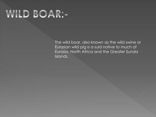 The wild boar, also known as the wild swine or
Eurasian wild pig is a suid native to much of
Eurasia, North Africa and the Greater Sunda
Islands.
 