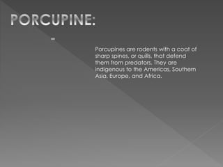 Porcupines are rodents with a coat of
sharp spines, or quills, that defend
them from predators. They are
indigenous to the Americas, Southern
Asia, Europe, and Africa.
 