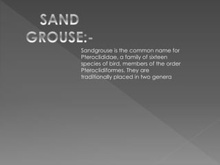 Sandgrouse is the common name for
Pteroclididae, a family of sixteen
species of bird, members of the order
Pteroclidiformes. They are
traditionally placed in two genera
 