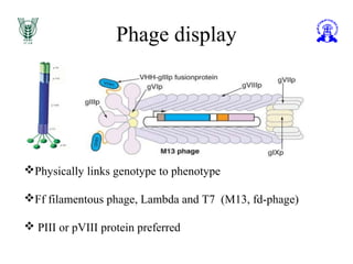 Phage display
Physically links genotype to phenotype
Ff filamentous phage, Lambda and T7 (M13, fd-phage)
 PIII or pVIII protein preferred
 
