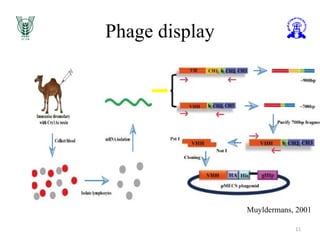 Phage display
11
Muyldermans, 2001
 