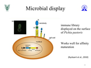 Microbial display
13
immune library
displayed on the surface
of Pichia pastoris
Works well for affinity
maturation
(Ryckaert et al., 2010)
 