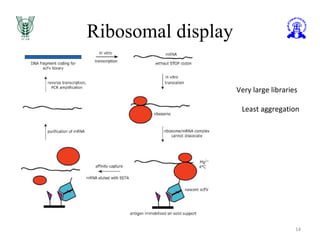 Ribosomal display
14
Very large libraries
Least aggregation
 
