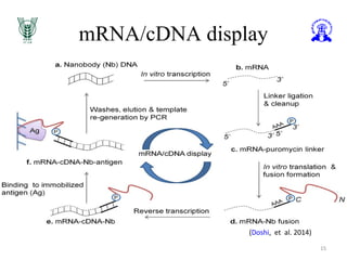 mRNA/cDNA display
15
(Doshi, et al. 2014)
 