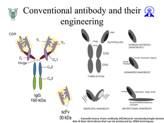 Conventional antibody and their
engineering
CH2
CH3
Camel
Paratope
VHH
Hinge
DOMAIN ANTIBODY
(NANOBODY)
(Ag binding site)
Fig. 3 Camelid heavy chain antibody (HCAb) nanobody/single domain
Abs & their derivatives that can be produced by rDNA techniques
. and
CHOs
CAMELID HCAb
Human framework regions
HUMANIZED NANOBODY
BISPECIFIC NANOBODY BIFUNCTIONAL NANOBODY
Ag1
binding
paratope
Ag2binding
paratope
Nanobody “magic bullet”
Enzyme/Radionuclide/toxin
conjugate
Paratope
 