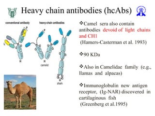 Heavy chain antibodies (hcAbs)
Camel sera also contain
antibodies devoid of light chains
and CH1
(Hamers-Casterman et al. 1993)
90 KDa
Also in Camelidae family (e.g.,
llamas and alpacas)
Immunoglobulin new antigen
receptor, (Ig-NAR) discovered in
cartilaginous fish
(Greenberg et al.1995)
 