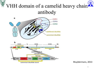 VHH domain of a camelid heavy chain
antibody
6
Muyldermans, 2013
 