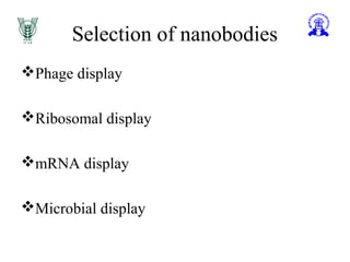Selection of nanobodies
Phage display
Ribosomal display
mRNA display
Microbial display
 