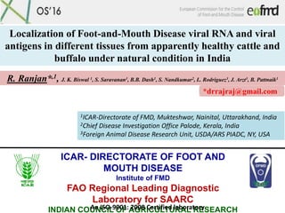 ICAR- DIRECTORATE OF FOOT AND
MOUTH DISEASE
Institute of FMD
FAO Regional Leading Diagnostic
Laboratory for SAARC
INDIAN COUNCIL OF AGRICULTURAL RESEARCHAn ISO-9001: 2008 Certified laboratory
Localization of Foot-and-Mouth Disease viral RNA and viral
antigens in different tissues from apparently healthy cattle and
buffalo under natural condition in India
R. Ranjan*,1, J. K. Biswal 1, S. Saravanan1, B.B. Dash1, S. Nandkumar2, L. Rodriguez3, J. Arzt3, B. Pattnaik1
1ICAR-Directorate of FMD, Mukteshwar, Nainital, Uttarakhand, India
2Chief Disease Investigation Office Palode, Kerala, India
3Foreign Animal Disease Research Unit, USDA/ARS PIADC, NY, USA
*drrajraj@gmail.com
 
