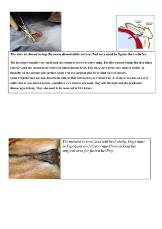 The skin is closed using the same dissolvable suture that was used to ligate the testicles. 
The incision is usually very small and the closure is in two or three steps. The first closure brings the skin edges 
together, and the second layer closes the subcutaneous level. This way, there aren't any sutures visible (or 
lickable) on the outside skin surface. Some vets use surgical glue for a third level of closure. 
Some veterinarians use non-dissolvable sutures that will need to be removed in 10-14 days. In cases of a very 
active dog or one known to lick, sometimes wire sutures are used - they add strength and the prickliness 
discourages licking. They also need to be removed in 10-14 days. 
The incision is small and will heal nicely. Dogs must 
be kept quiet and discouraged from licking the 
surgical area for fastest healing. 
 