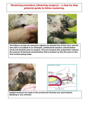 Neutering procedure (desexing surgery) - a step by step 
pictorial guide to feline neutering. 
The kitten's scrotal sac and groin regions are shaved free of hair (fur) and the 
bare skin is scrubbed in an antiseptic, antibacterial solution (chlorhexidine 
scrub and alcohol) prior to surgery. This pre-surgical skin preparation reduces 
the amount of bacterial contamination that is present on the skin prior to the 
first incision being made. 
Scalpel incisions are made in the scrotal skin directly over each testicle. 
Bleeding is very minimal. 
 