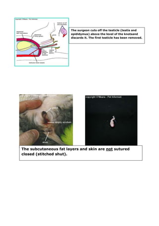 The surgeon cuts off the testicle (testis and 
epididymus) above the level of the knotsand 
discards it. The first testicle has been removed. 
The subcutaneous fat layers and skin are not sutured 
closed (stitched shut). 
 