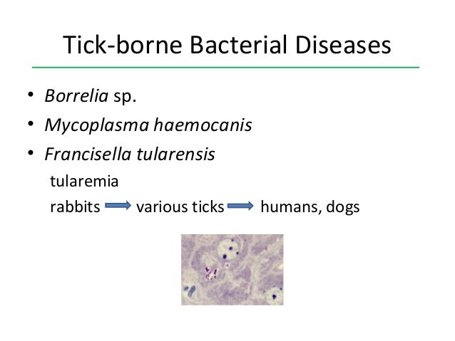 Can Mycoplasma In Cats Be Transmitted To Humans Can Mycoplasma In Cats Be Transmitted To Humans