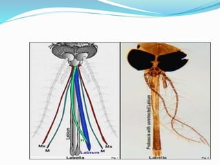 Bug Labrum insect mouth parts | PPTX