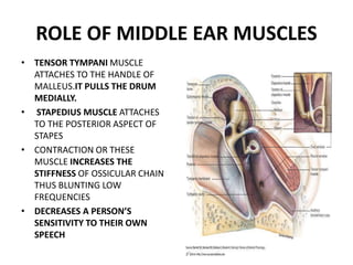 Ear Rotation Muscles rajesh physiology of hearing.pptx