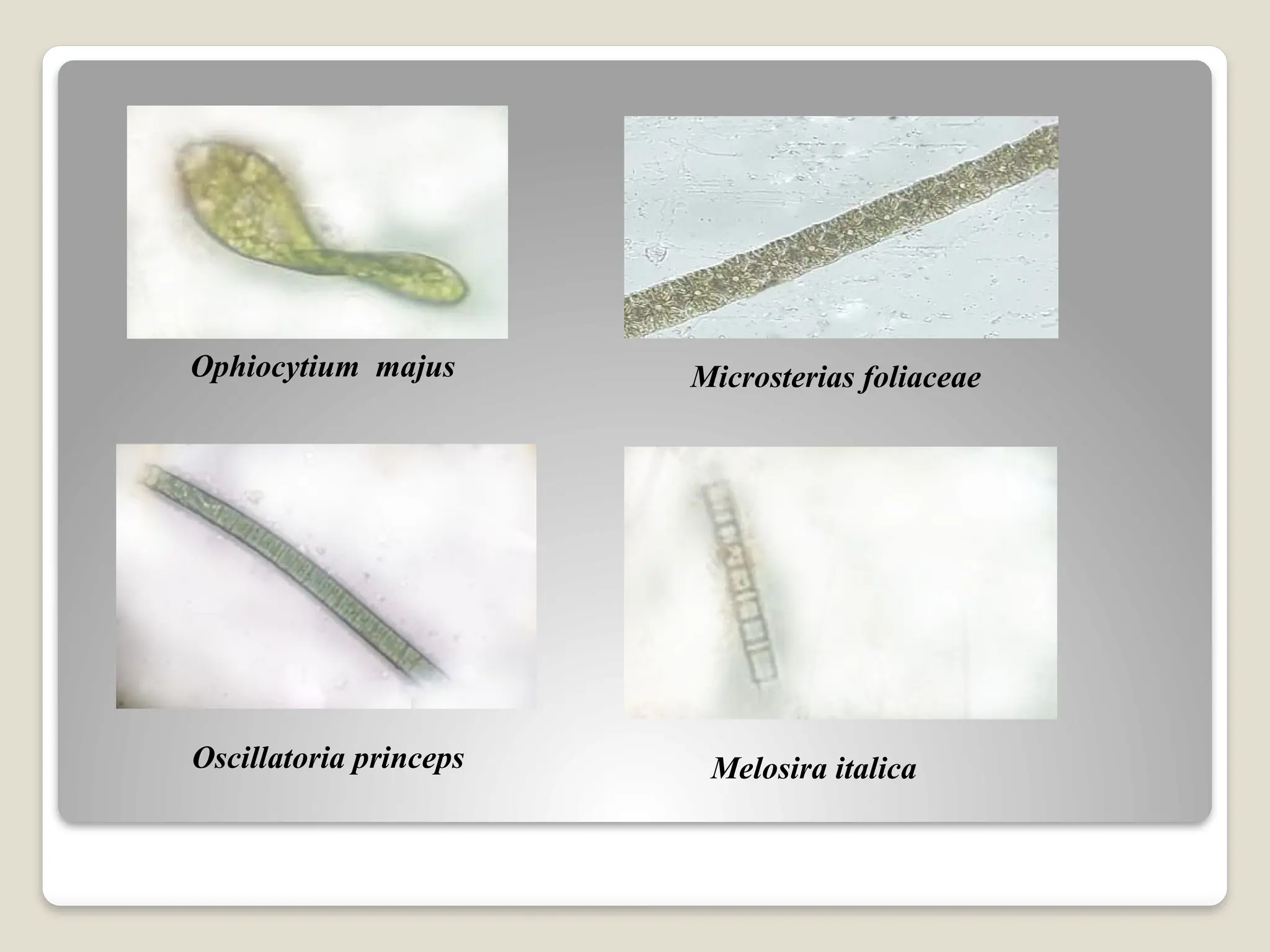 Melosira italica
Ophiocytium majus Microsterias foliaceae
Oscillatoria princeps
 