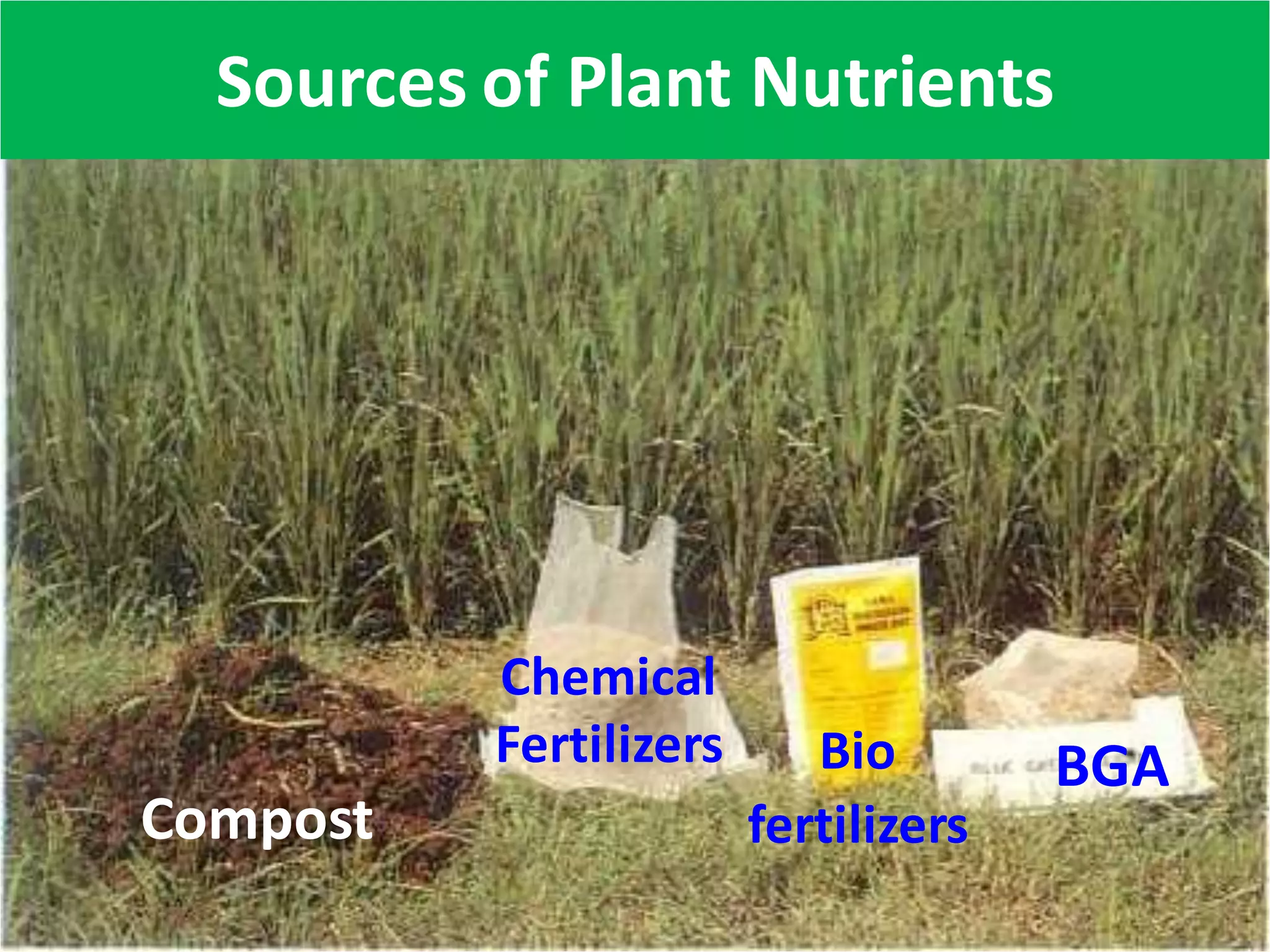 Compost
Chemical
Fertilizers Bio
fertilizers
BGA
Sources of Plant Nutrients
 