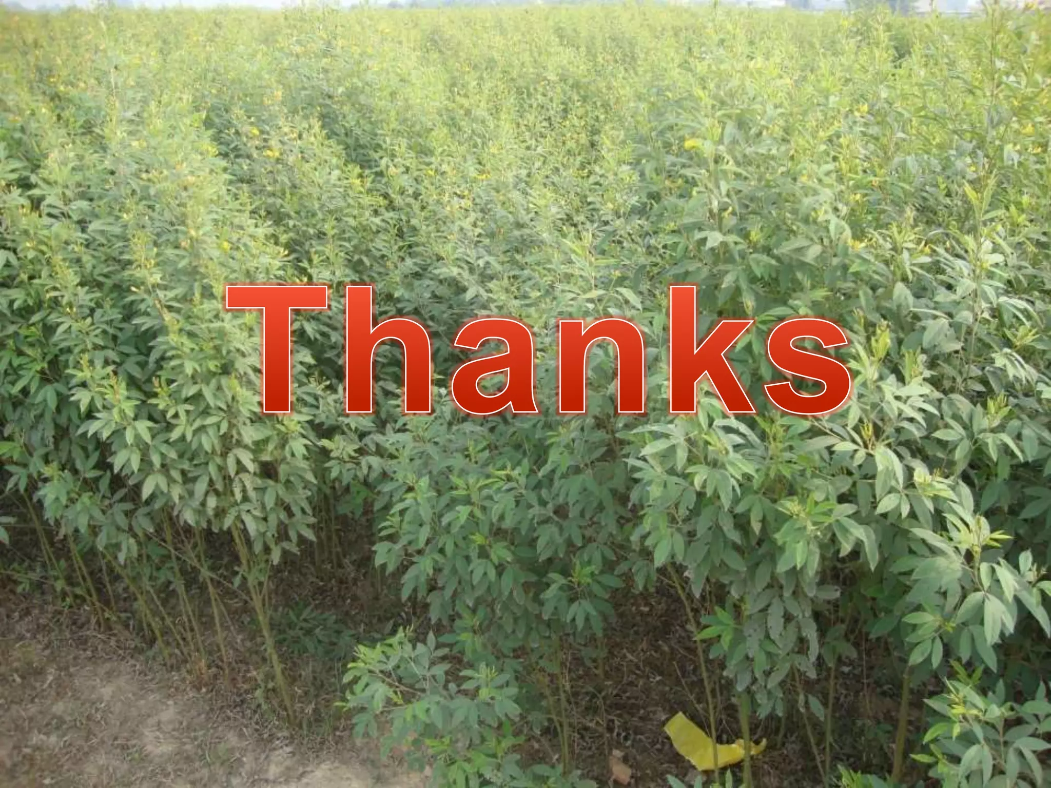 Rajesh seminar intercropping and INM