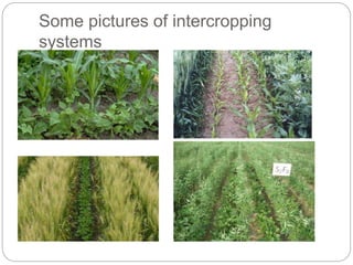 Rajesh seminar intercropping and INM | PPT